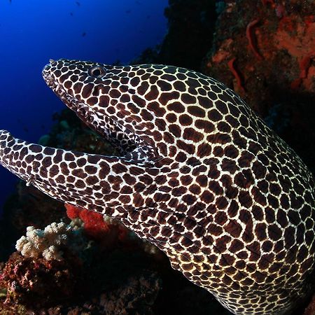 Benthos Bali Dive Resort Candidasa Exteriör bild
