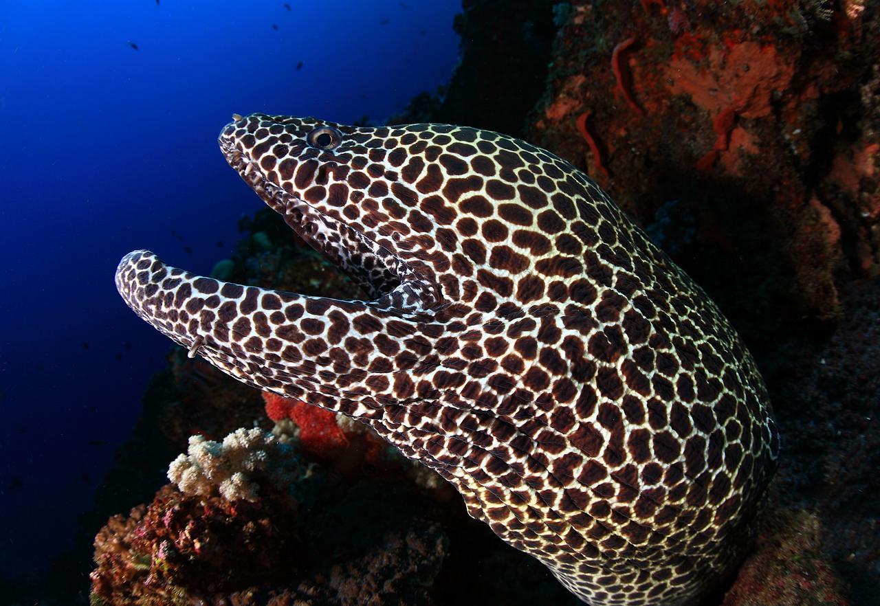 Benthos Bali Dive Resort Candidasa Exteriör bild